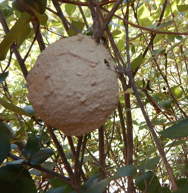 e0371039_651507.gif