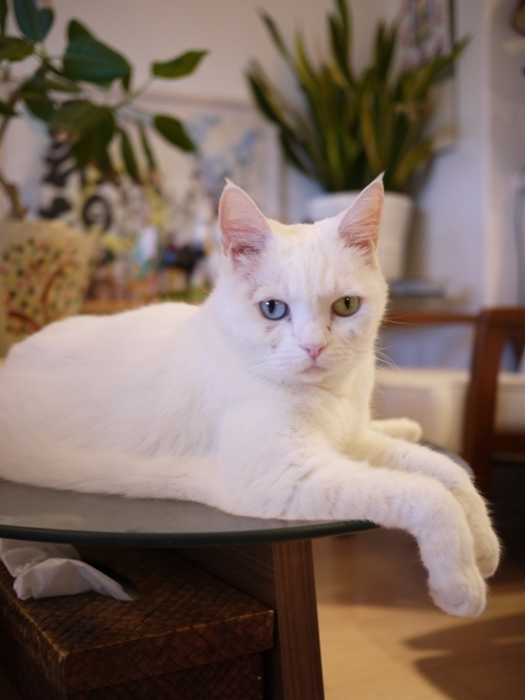 猫のお留守番 リュウちゃん編。_a0143140_22450218.jpg