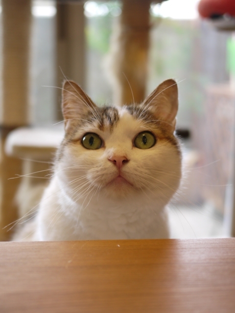 猫のお留守番 さくらちゃん編。_a0143140_22551189.jpg