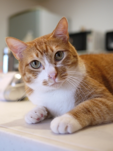 猫のお留守番 チャイくん編。_a0143140_22593950.jpg