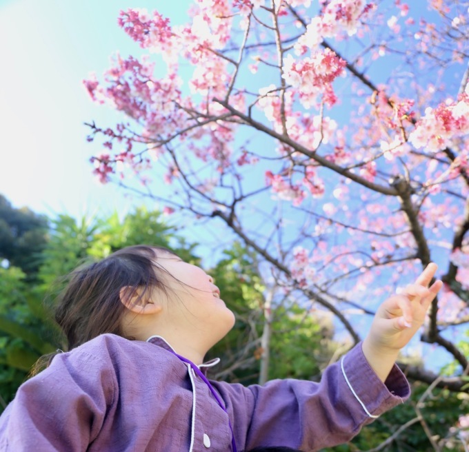 星野リゾート 界 伊東 桜がきれいでした 旅するツバメ 子連れで海外旅行を楽しむブログ
