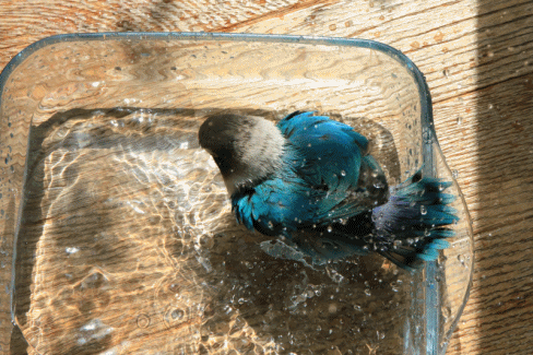 c0145250_11055298.gif