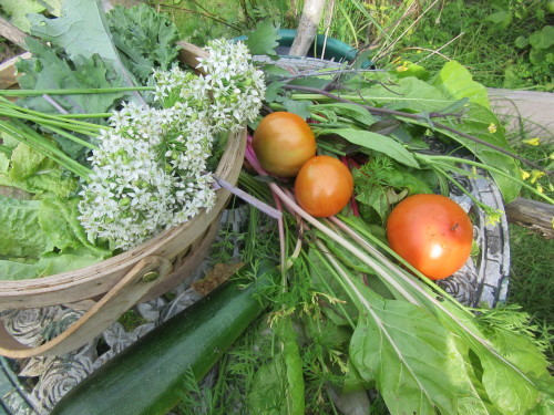 今晩の野菜を調達_b0247153_08471064.jpg