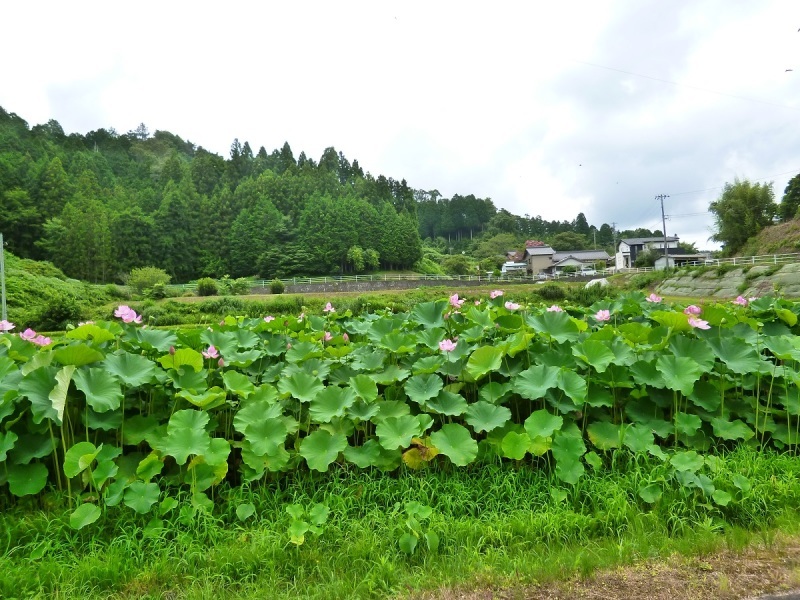 夢かけ風鈴（後編）_c0294553_20474092.jpg