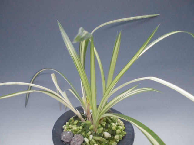 春蘭 幽谷殿 : DREAM GRASSES