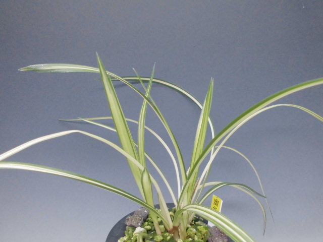 春蘭 幽谷殿 : DREAM GRASSES