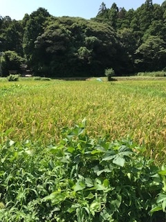 北朝鮮ミサイル事件_b0034072_18492599.jpg