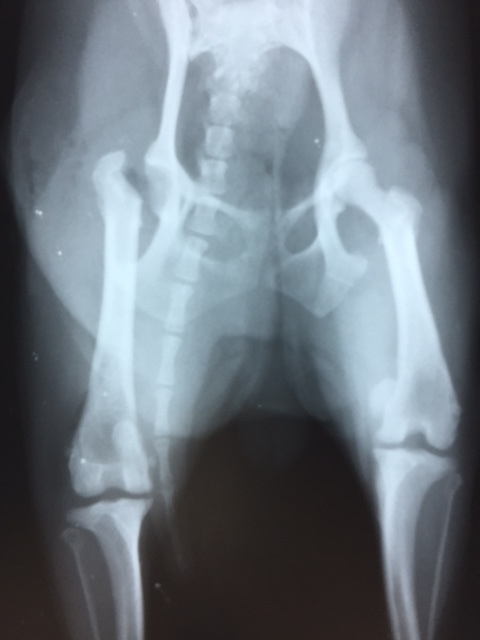 習慣性股関節脱臼に対し大腿骨骨頭頸切除手術（FHNO）_b0350282_23064768.jpg