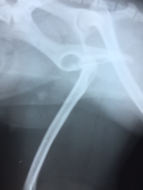 習慣性股関節脱臼に対し大腿骨骨頭頸切除手術（FHNO）_b0350282_23070957.jpg