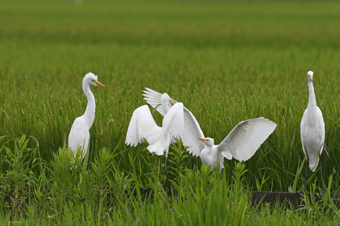 田んぼの鳥さん 中鷺 小鷺 他 風のむろさん 自然の詩 田んぼの鳥さん 中鷺 小鷺 他 風のむろさん 自然の詩
