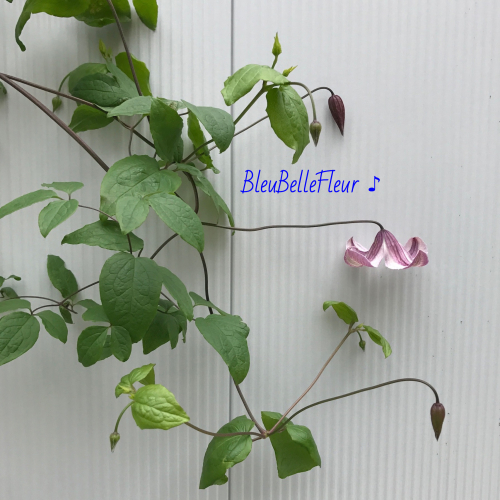 クレマチスと青い花 Bleu Belle Fleur ブルーベルフルール