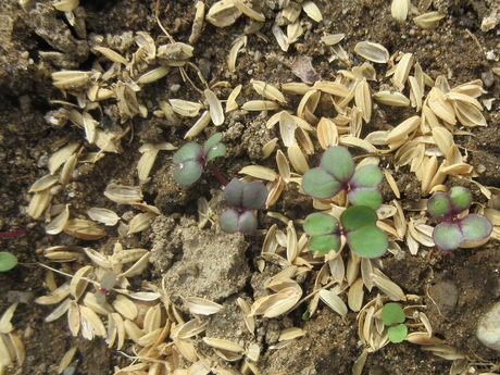 ねずみ大根・日野菜発芽、黒小豆の花など_a0203003_15523439.jpg