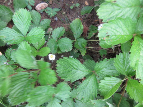 ねずみ大根・日野菜発芽、黒小豆の花など_a0203003_15535694.jpg