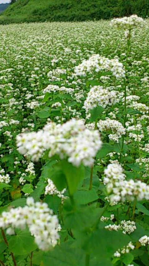 b0028109_16144825.jpg