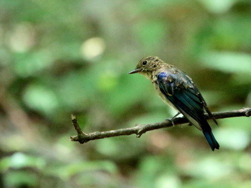 高いお山の水場のオオルリ♂若①　　　　　ＫＧＫ_d0346713_20265482.jpg