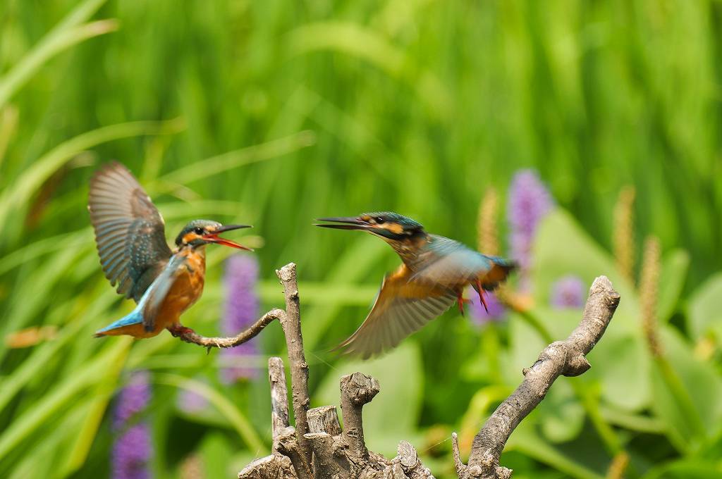 カワセミ、幼鳥同士のバトル(2)_e0293921_20555052.jpg