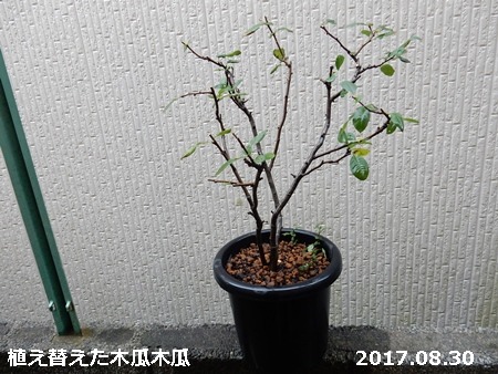 e0033229_185126.jpg