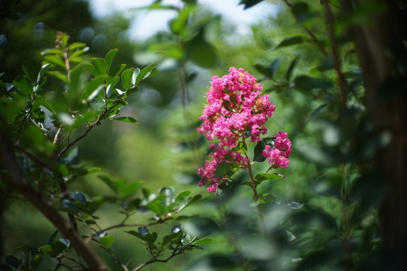 キャノン50mm f1.4 Lマウント - レンズ(単焦点)