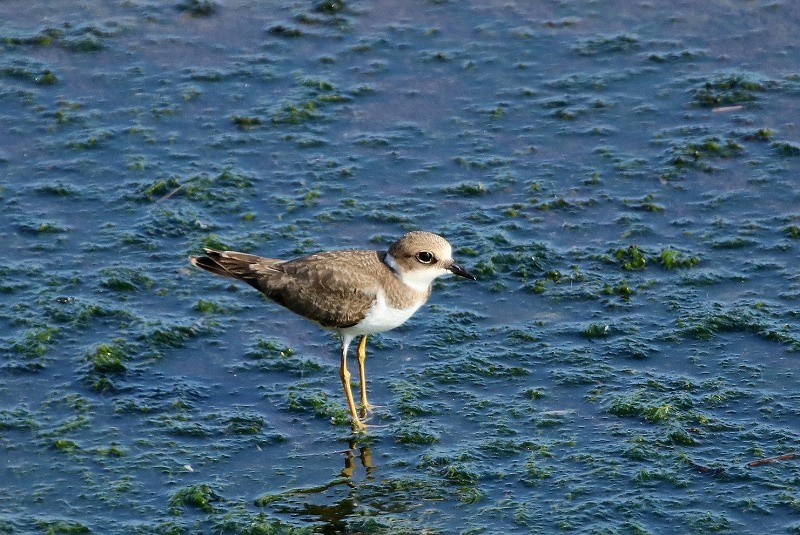 海にいた鳥・２_f0327034_14174104.jpg