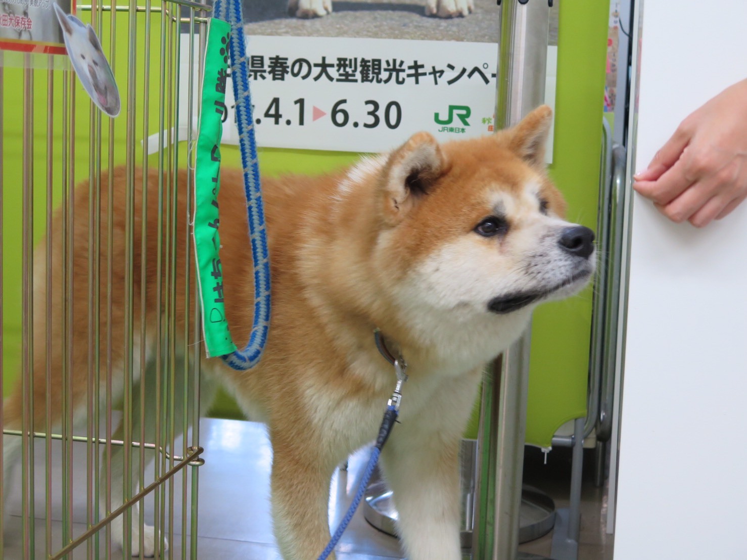 東北の旅食べて見てきました！_c0247253_10110576.jpg