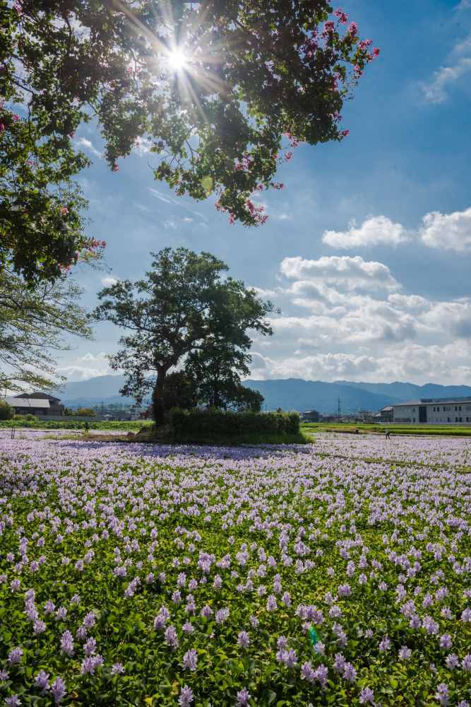 布袋葵　　　奈良県_d0286954_04471194.jpg