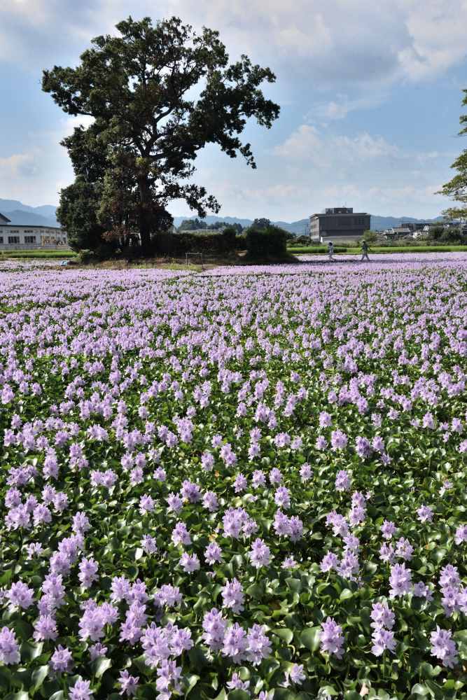 布袋葵　　　奈良県_d0286954_04472243.jpg