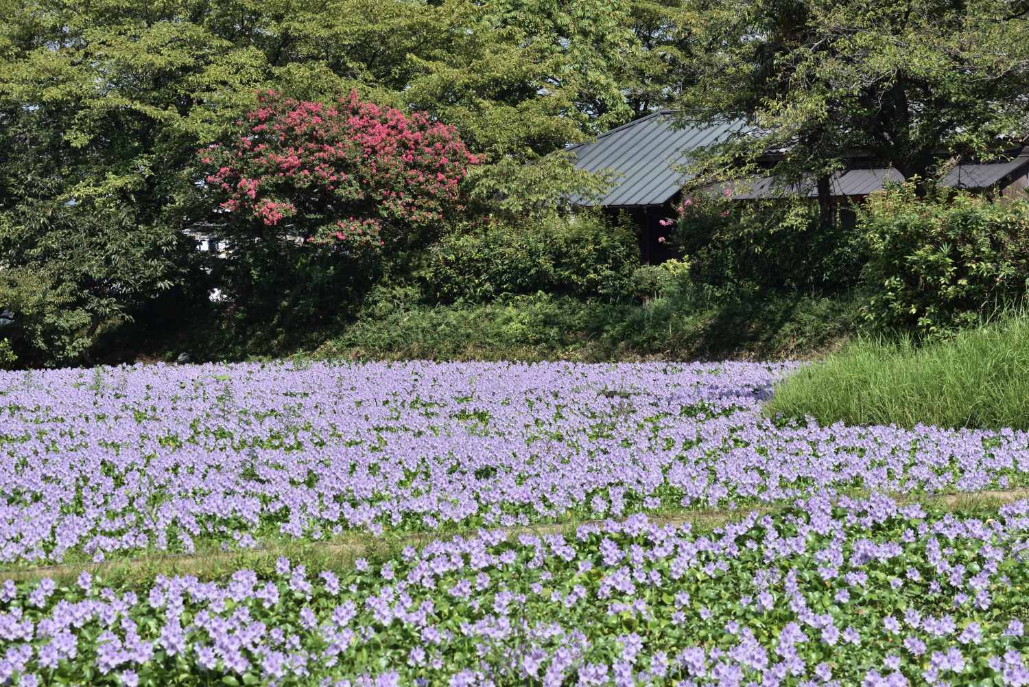 布袋葵　　　奈良県_d0286954_04473011.jpg