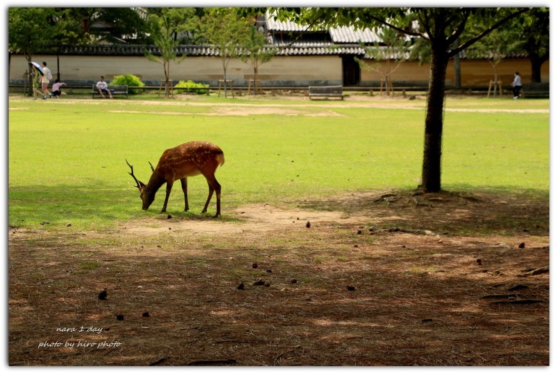 ＊　奈良公園の鹿さん＊_b0328557_21344241.jpg