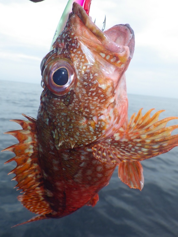 カサゴとキジハタ 江崎満の小さな不思議