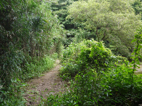 台峯・谷戸の池土砂は仮設道路に使用、公園オープンH32年度_c0014967_2131953.jpg