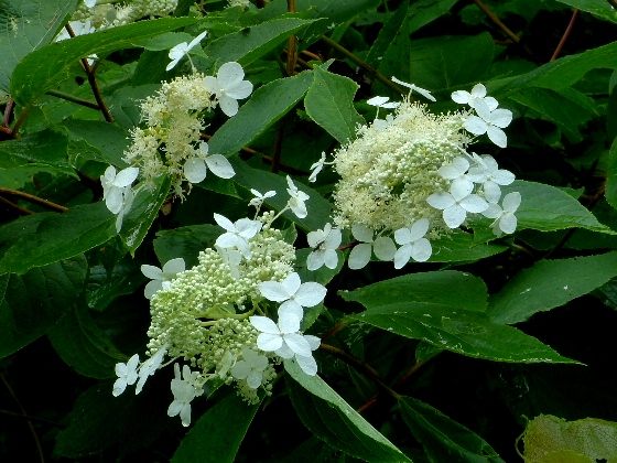 サビタの花（ノリウツギ）・２ - 野に咲く北国の花