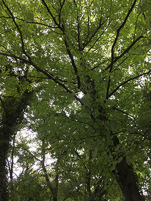 c0152274_16575189.gif