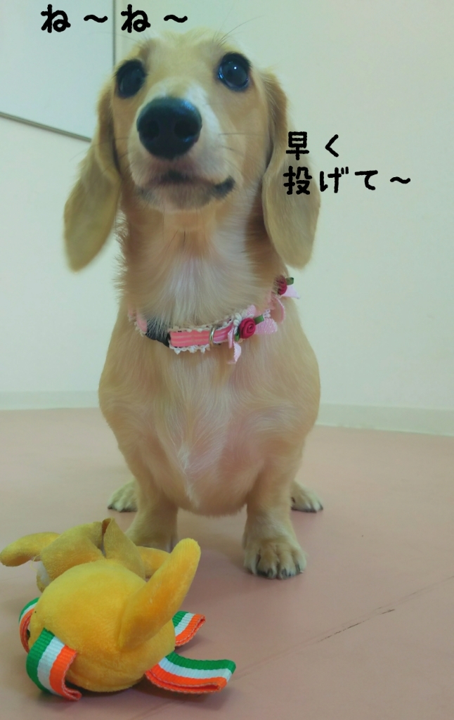 8月も残り2日ですね🐬_f0357682_14010395.jpg