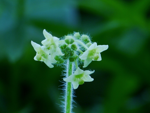 ススキなど雑草に埋もれて咲く草花_d0088184_20172434.jpg