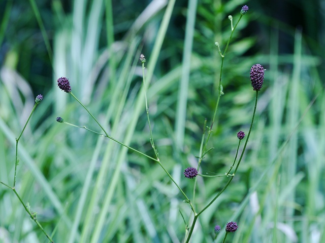 ススキなど雑草に埋もれて咲く草花_d0088184_20204636.jpg