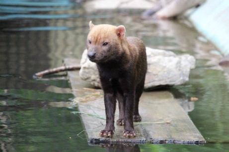 京都市動物園のヤブイヌたち どうぶつたちと私