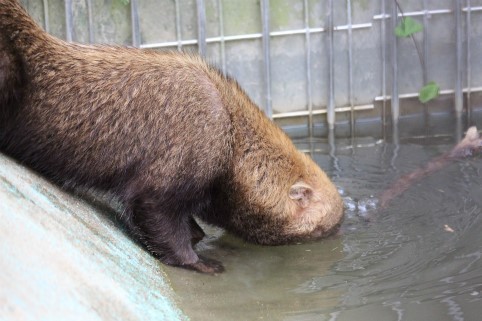 京都市動物園のヤブイヌたち どうぶつたちと私