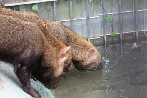 京都市動物園のヤブイヌたち どうぶつたちと私