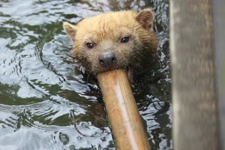 京都市動物園のヤブイヌたち どうぶつたちと私