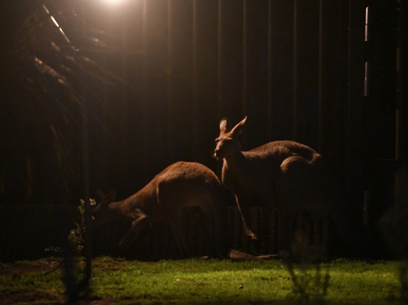 夜の庭のカンガルー_a0164204_13225493.jpg