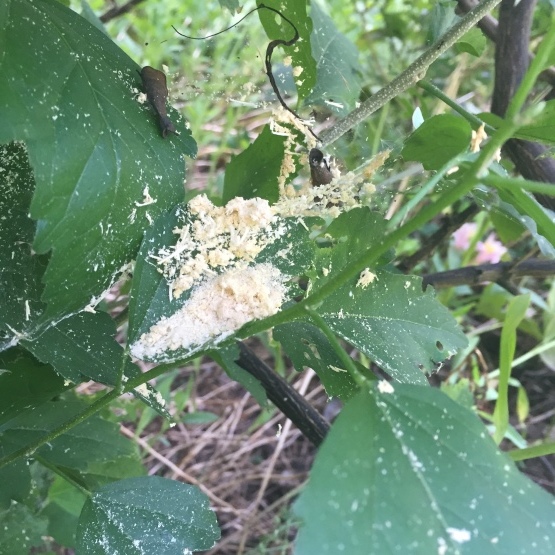 みかんの木の中に住む虫 楽園生活