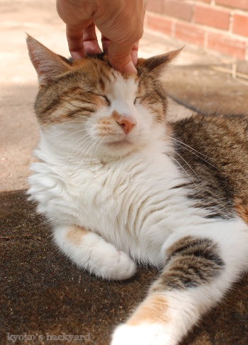 お外でまったり中の姉妹猫_b0253205_04360671.jpg