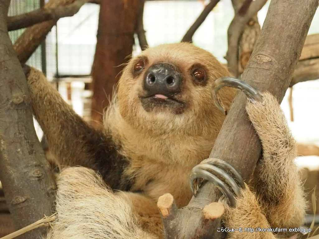 王子のナマケモノの新人さん登場 : こらくふぁーむ