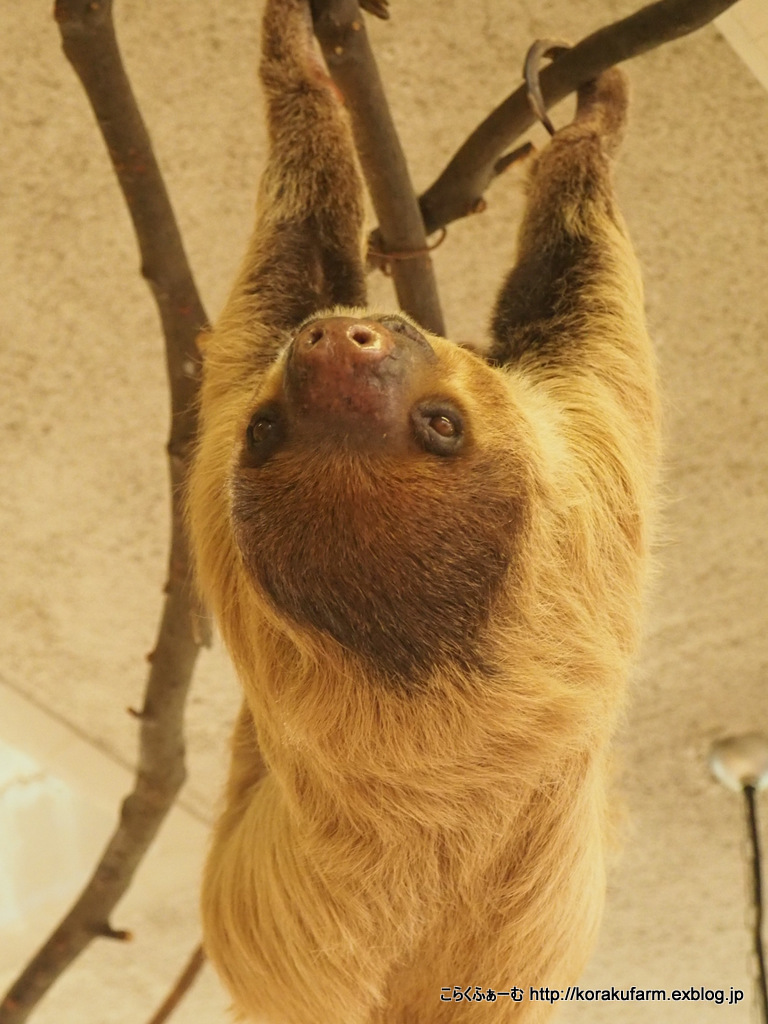王子のナマケモノの新人さん登場 : こらくふぁーむ