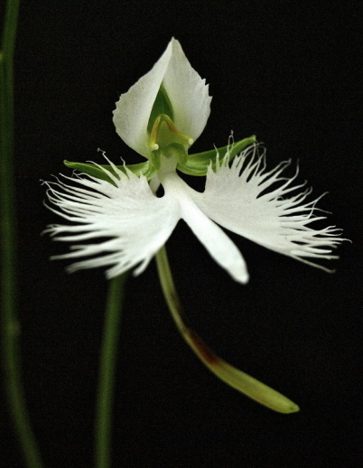 aloalo_f0315034_14053415.jpg