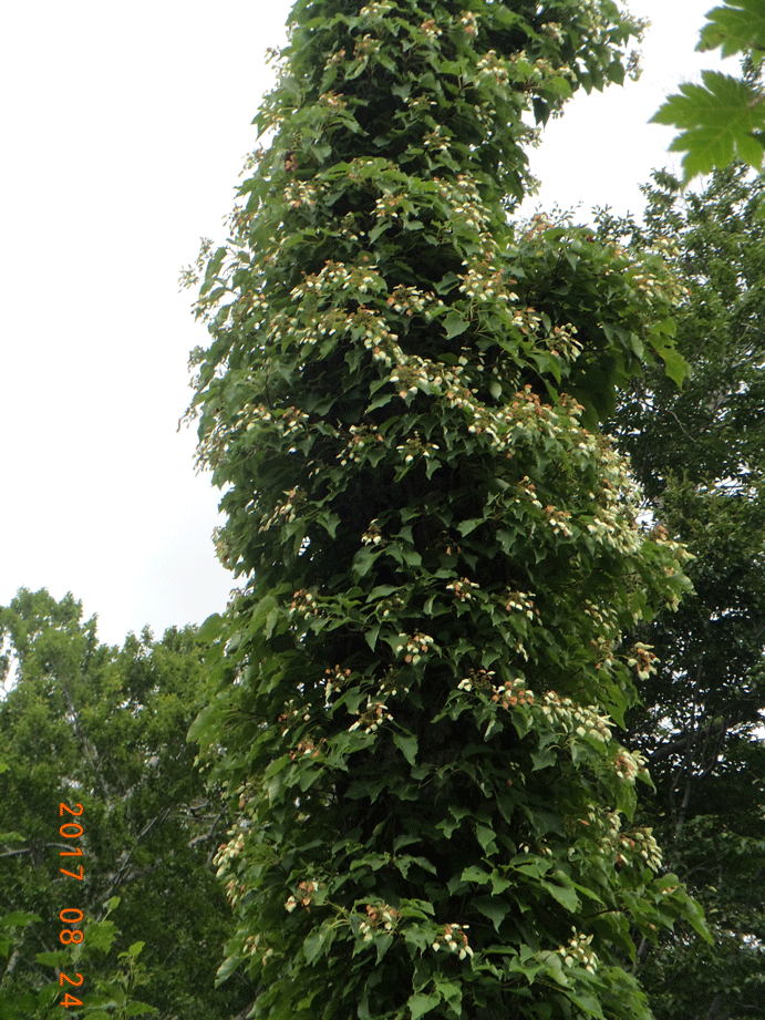 e0371039_1514678.gif