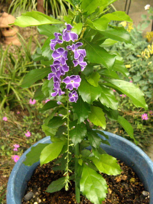 ジュランタ タカラヅカ 時々の花