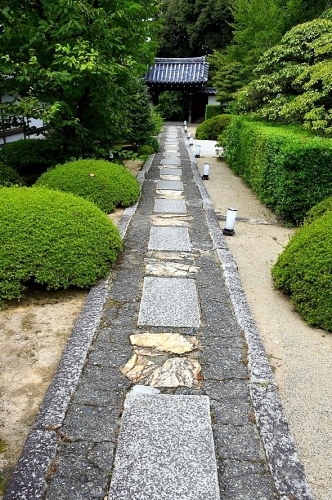 上洛 本命Ⅲ 雲龍院_b0314043_21221982.jpg
