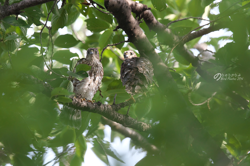 ツミの留鳥化と8月の巣立ち:2017年《 # 2 》_d0360547_15120073.jpg