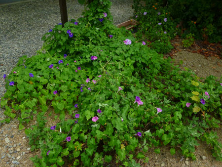 b0002549_13482097.jpg